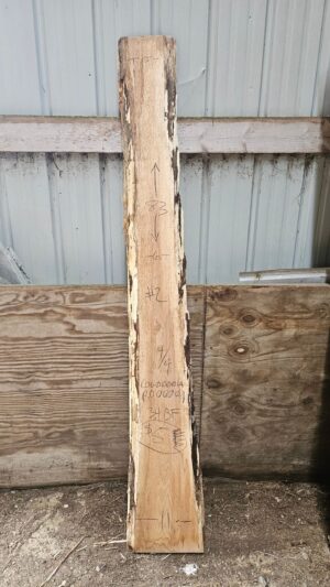 20240205_095109.jpg Pin Oak 83x5-11x1