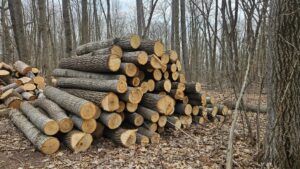 Aspen_Logs_1.jpg Aspen Firewood - Logs