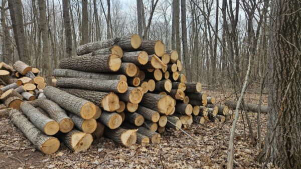 Aspen_Logs_1.jpg Aspen Firewood - Logs