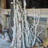 BirchPoles.jpg Birch Poles