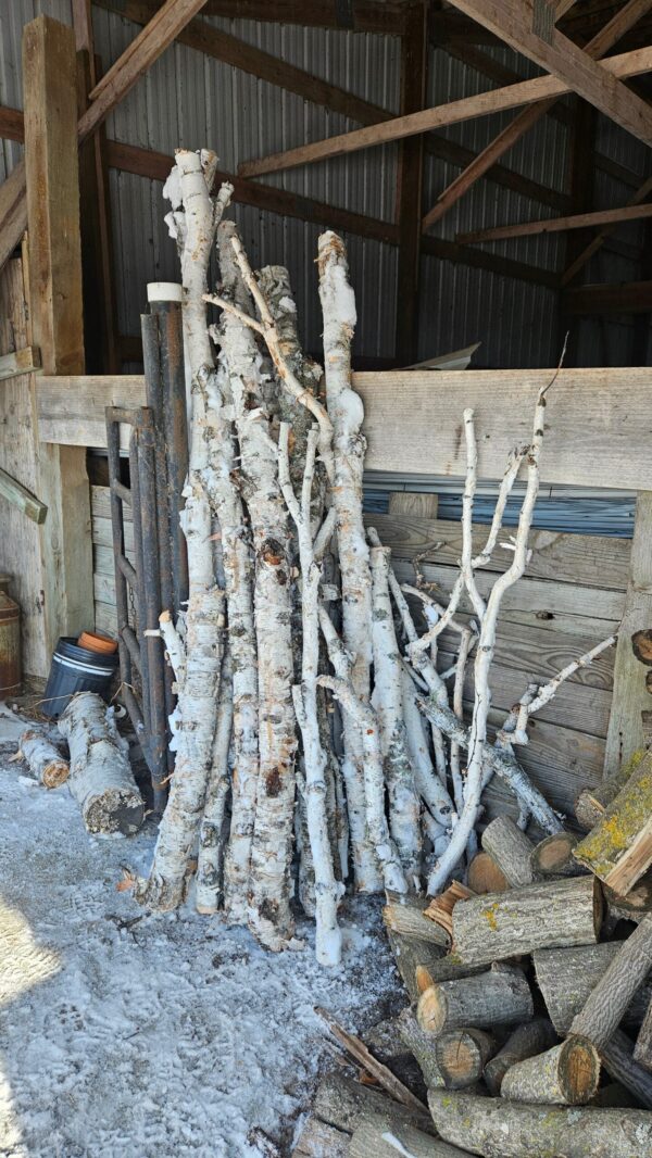 BirchPoles.jpg Birch Poles