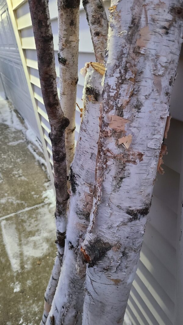 BirchPoles_5.jpg Birch Poles