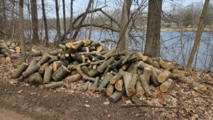 Elm_1.jpg Elm Firewood - Chunks - Unseasoned