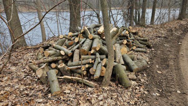 Elm_2.jpg Elm Firewood - Chunks - Unseasoned