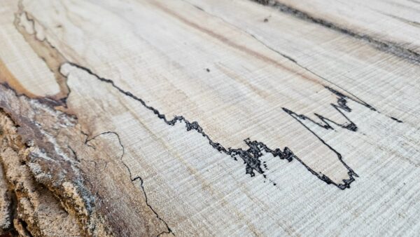 HM00001_1.jpg Spalted Sugar Maple Live Edge Slab 51"x9"-22"x2"