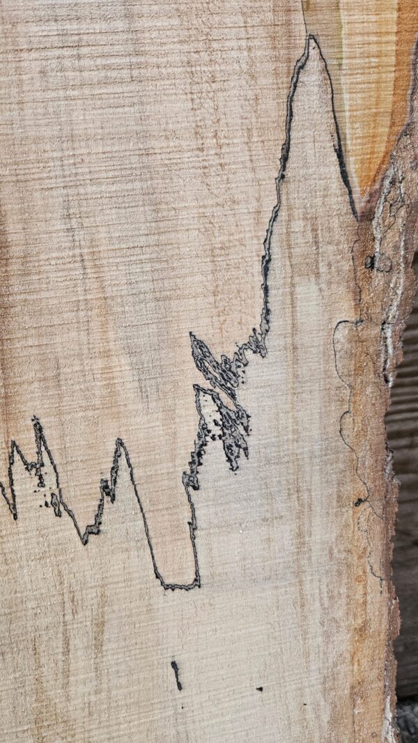 HM00004_2.jpg Spalted Sugar Maple Live Edge Slab 73"x22"-28"x2"