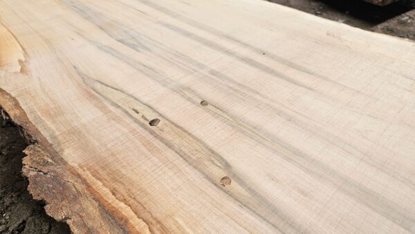 HM00007_2.jpg Sugar Maple Live Edge Slab 196"x12"-29"x2.5"