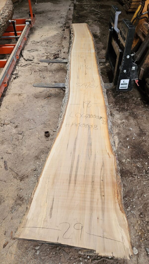 HM00008_2.jpg Sugar Maple Live Edge Slab 196"x18"-31"x2.5"