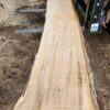 HM00009_1.jpg Sugar Maple Live Edge Slab 199"x23"-37"x2.5"