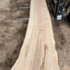 HM00010_2.jpg Sugar Maple Live Edge Slab 196"x22"-38"x2.75"