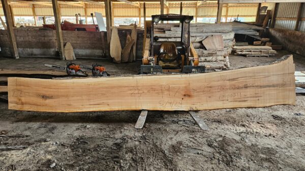 HM00011_3.jpg Sugar Maple Live Edge Slab 197"x22"-34"x2.5"