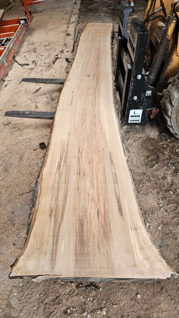 HM00012_3.jpg Sugar Maple Live Edge Slab 197"x22"-34"x2.5"