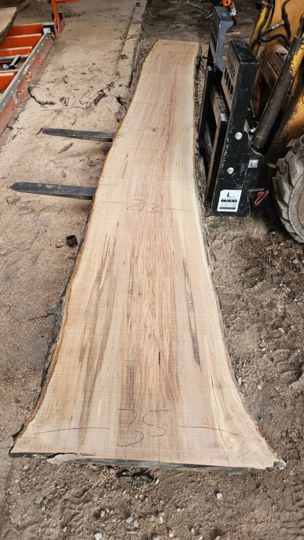HM00012_4.jpg Sugar Maple Live Edge Slab 197"x22"-34"x2.5"