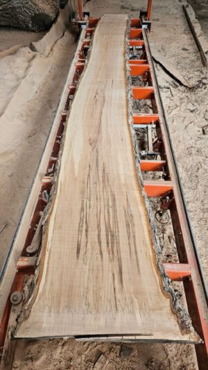 HM00015_1.jpg Sugar Maple Live Edge Slab 198"x20"-31"x2.25"