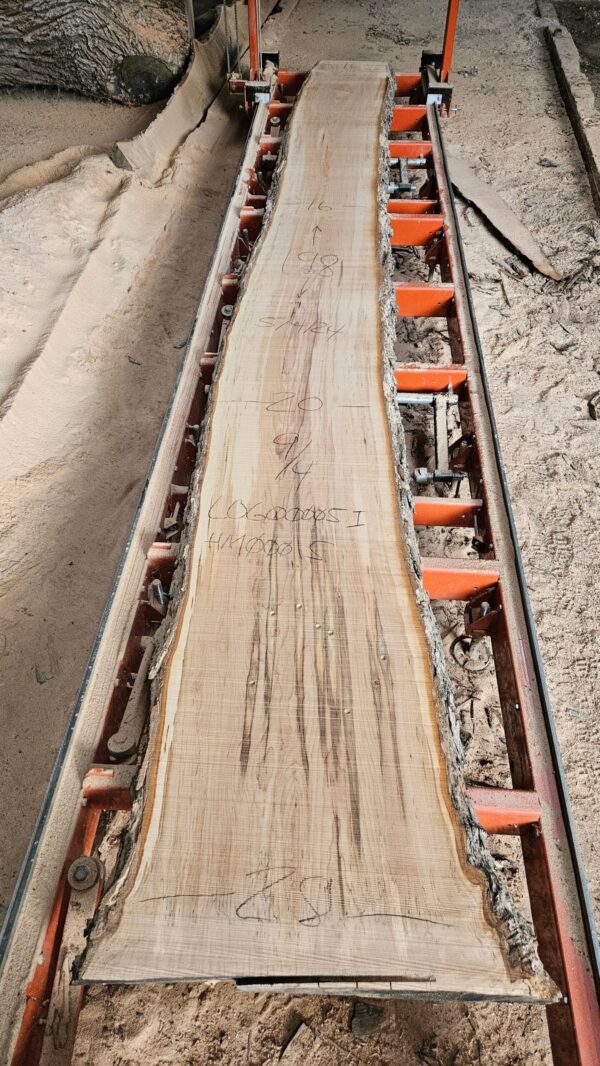 HM00015_2.jpg Sugar Maple Live Edge Slab 198"x20"-31"x2.25"
