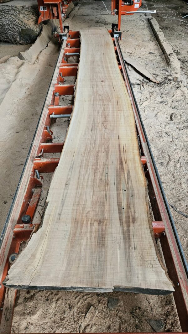 HM00015_3.jpg Sugar Maple Live Edge Slab 198"x20"-31"x2.25"
