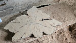 HM00016.jpg Shapley Sugar Maple Cookie 18-56"x3.5"