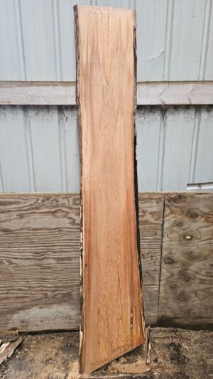 RO00008_1.jpg Pin Oak 80"x12"-15"x1"