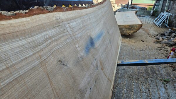 WO00008_2.jpg White Oak Slab 141"x31"-44"x2.75"