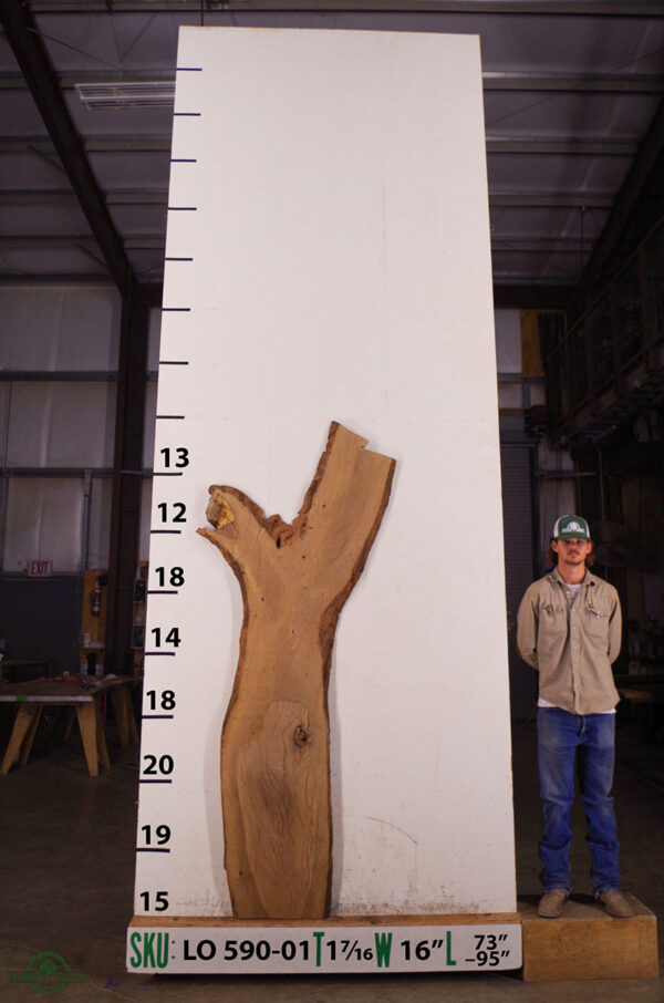 live-edge-oak-slab-back-lo-590-01.jpg Live Edge Live Oak Slab LO 590-01