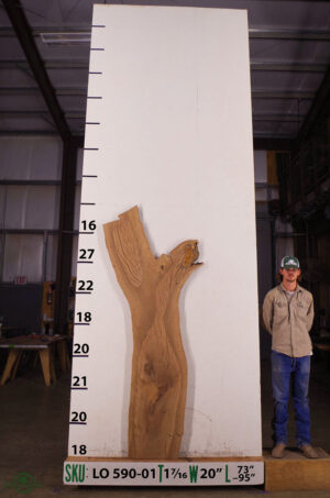 live-edge-oak-slab-front-lo-590-01.jpg Live Edge Live Oak Slab LO 590-01