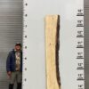live-edge-pecan-wood-slab-back-pe-040-01.jpg Live Edge Pecan Slab PE 040-01