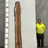 live-edge-walnut-wood-slab-back-wa-005-01.jpg Live Edge Walnut Slab WA 005-01