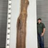 live-edge-walnut-wood-slab-back-wa-262-01.jpg Live Edge Walnut Slab WA 262-01