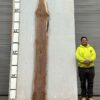live-edge-walnut-wood-slab-front-wa-005-01.jpg Live Edge Walnut Slab WA 005-01